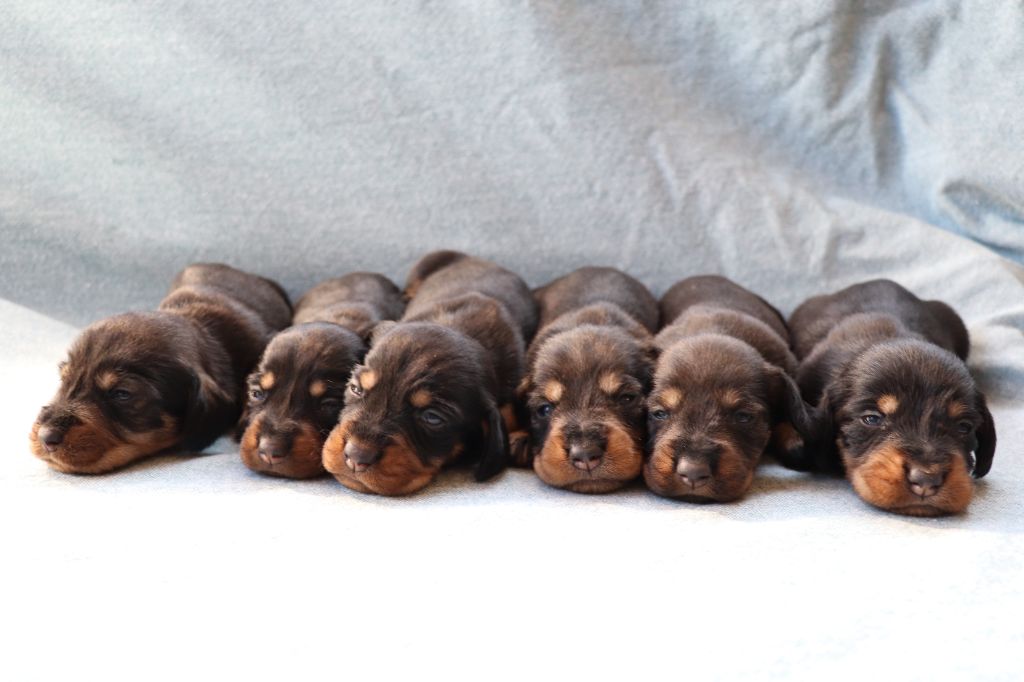 chiot Teckel poil dur von kaisersbari