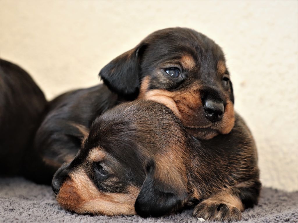 chiot Teckel poil dur von kaisersbari