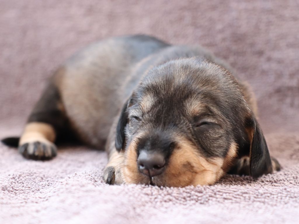 chiot Teckel poil dur von kaisersbari