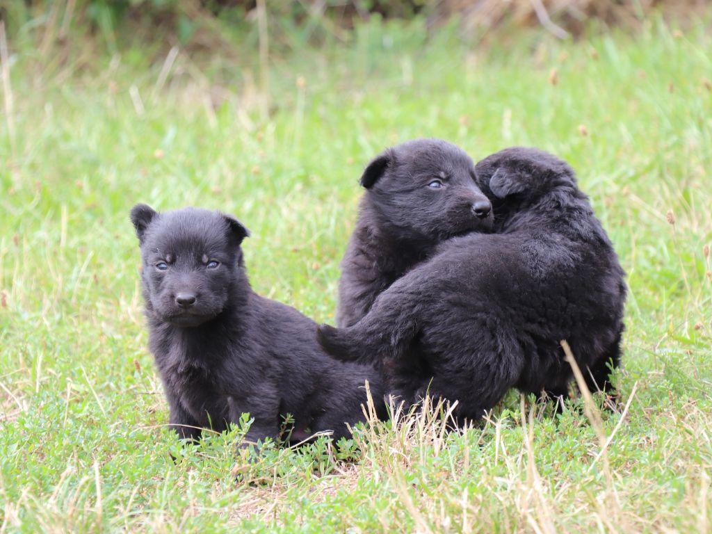 Chiot Berger Allemand von kaisersbari